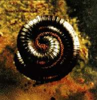 halo9.jpg (9793 bytes)